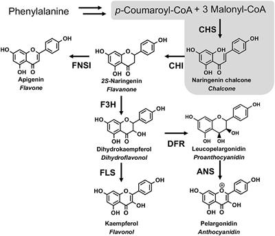 Functional and Structural Investigation of Chalcone Synthases Based on Integrated Metabolomics and Transcriptome Analysis on Flavonoids and Anthocyanins Biosynthesis of the Fern Cyclosorus parasiticus